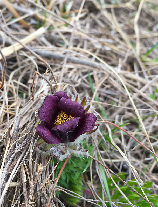 poniklec lúčny český Pulsatilla pratensis subsp. bohemica Skalický