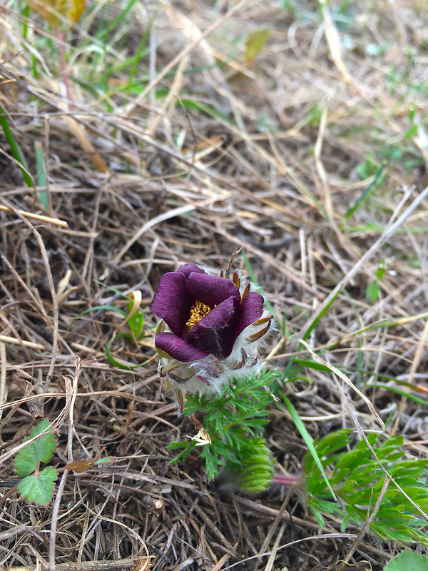 poniklec lúčny český Pulsatilla pratensis subsp. bohemica Skalický