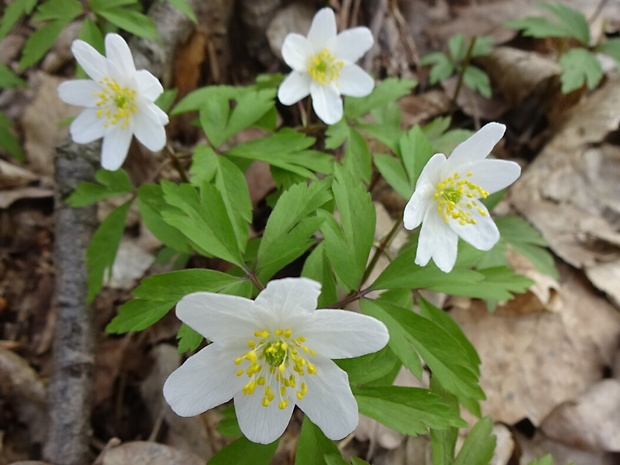 veternica hájna Anemone nemorosa L.