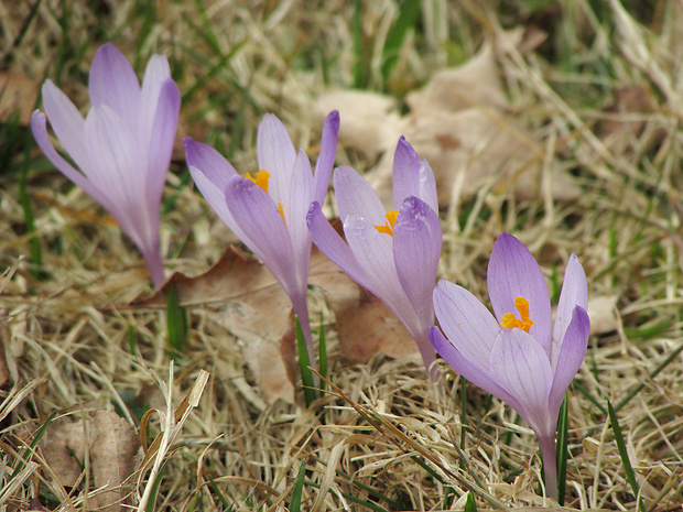 šafran karpatský Crocus heuffelianus Herb.