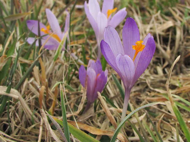 šafran karpatský Crocus heuffelianus Herb.