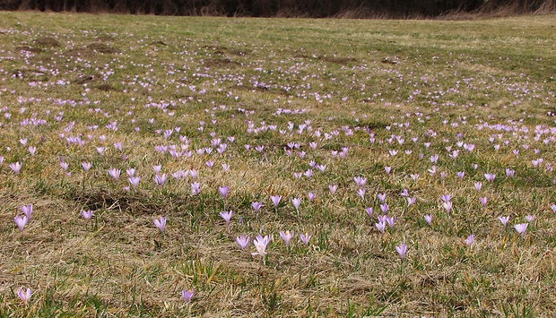 šafran karpatský HABITAT Crocus heuffelianus Herb.