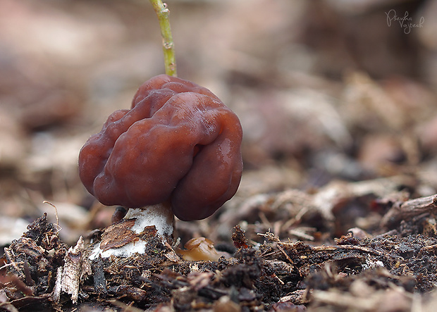 ušiak obyčajný Gyromitra esculenta (Pers.) Fr.