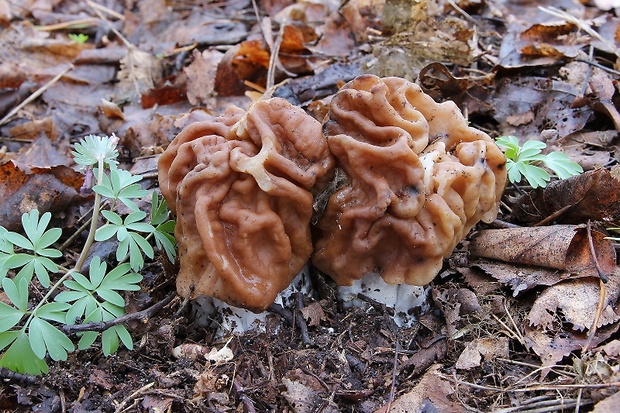 ušiak obrovský Gyromitra gigas (Krombh.) Cooke