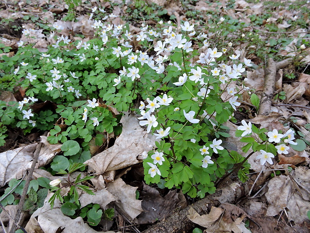 veterník žltuškovitý Isopyrum thalictroides L.