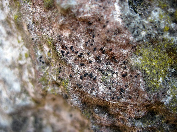 čiarovnica Opegrapha sp.