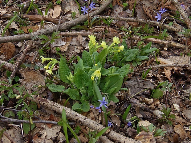 prvosienka vyššia Primula elatior (L.) L.