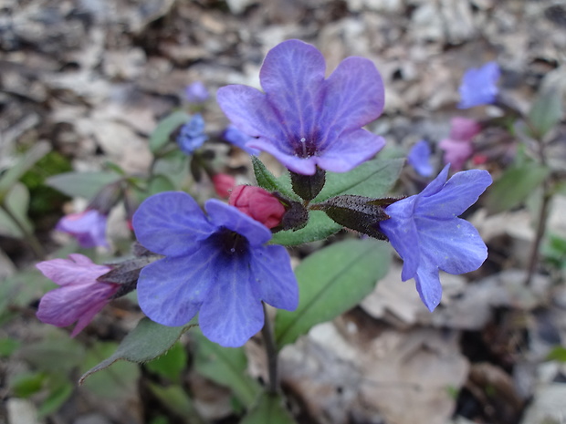 pľúcnik lekársky Pulmonaria officinalis L.