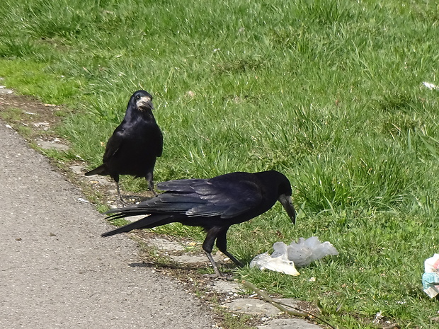 havran čierny  Corvus frugilegus