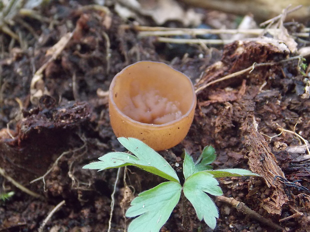 hľuznatka veternicová Dumontinia tuberosa (Bull.) L.M. Kohn