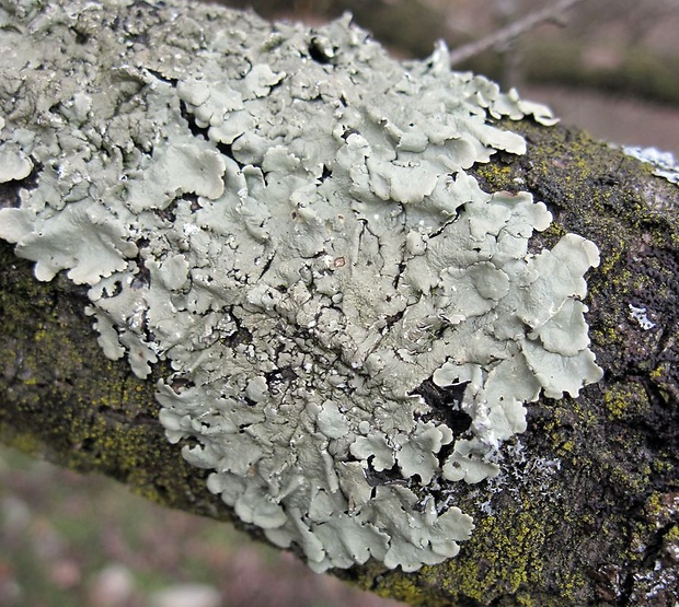 diskovka kučeravá Flavoparmelia caperata (L.) Hale