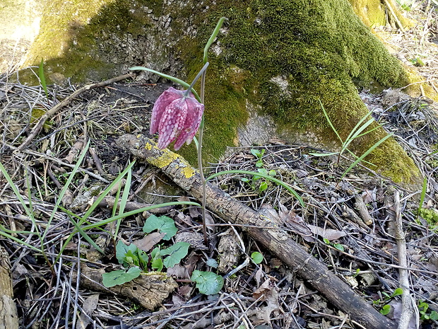 korunkovka strakatá Fritillaria meleagris L.