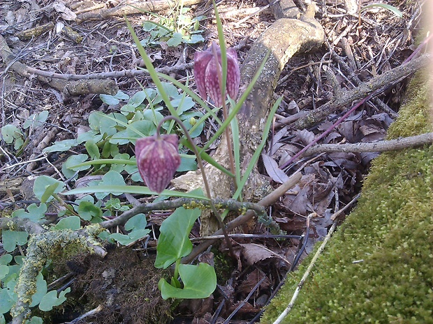 korunkovka strakatá Fritillaria meleagris L.
