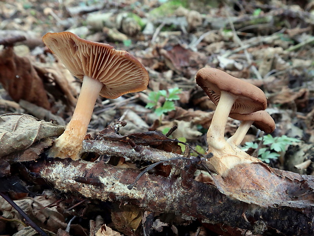 peniazovka Gymnopus vernus (Ryman) Antonín & Noordel.