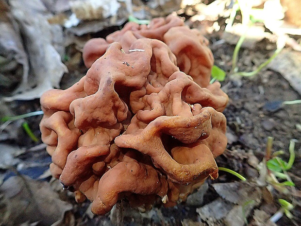 ušiak obrovský Gyromitra gigas (Krombh.) Cooke