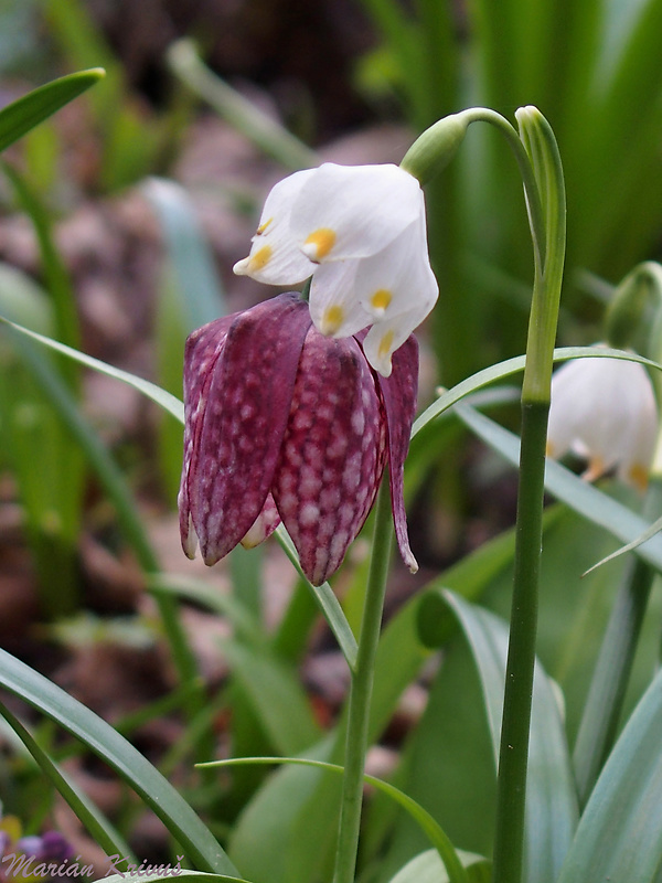 bleduľa jarná karpatská Leucojum vernum subsp. carpaticum (Spring) O. Schwarz