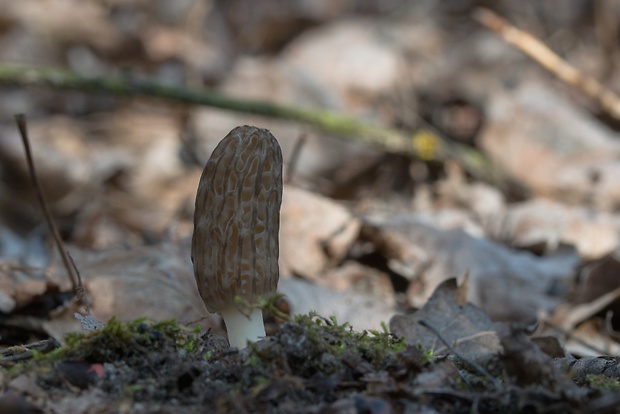 smrčok kužeľovitý Morchella conica Pers.