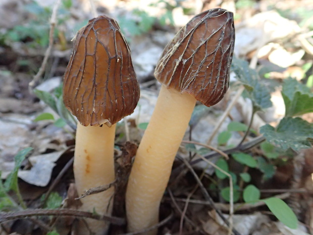 smrčok hybridný Morchella semilibera DC.