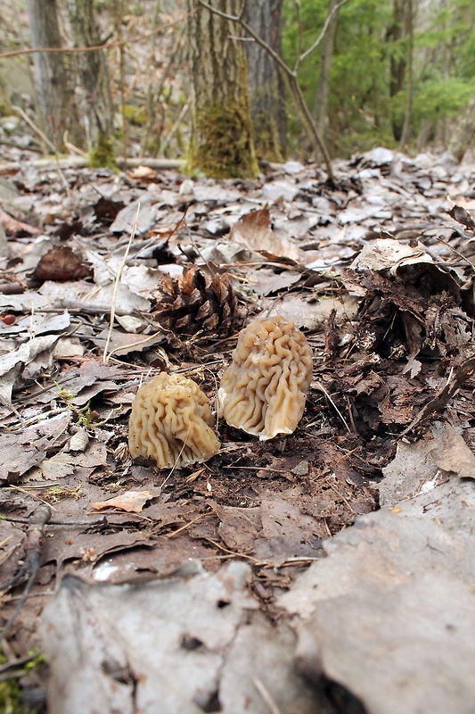 smrčkovec český Verpa bohemica (Krombh.) J. Schröt.