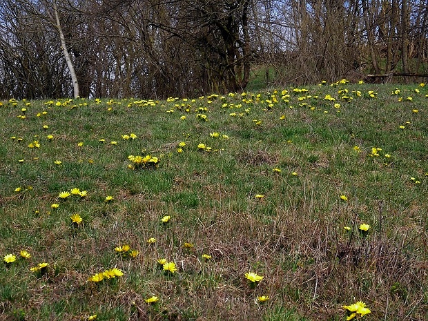 hlaváčik jarný - biotop Adonis vernalis L.