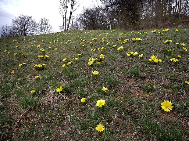 hlaváčik jarný - biotop Adonis vernalis L.