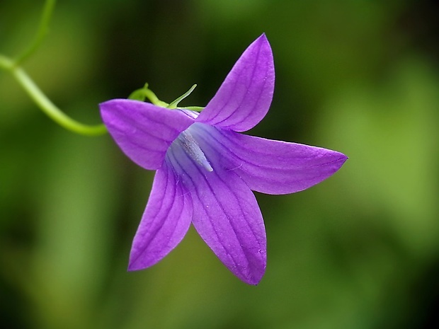 zvonček konáristý Campanula patula L.