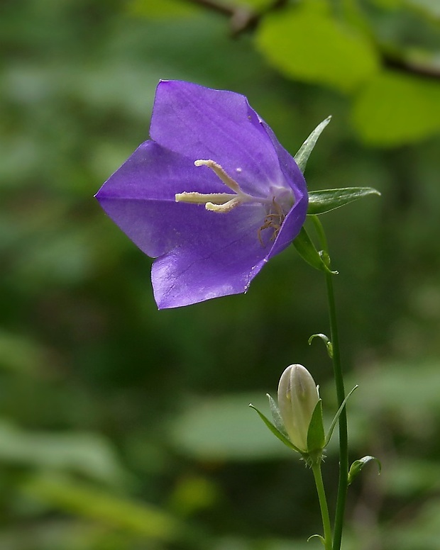 zvonček broskyňolistý Campanula persicifolia L.