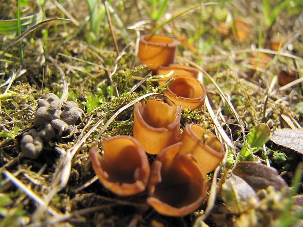 hľuznatka veternicová Dumontinia tuberosa (Bull.) L.M. Kohn