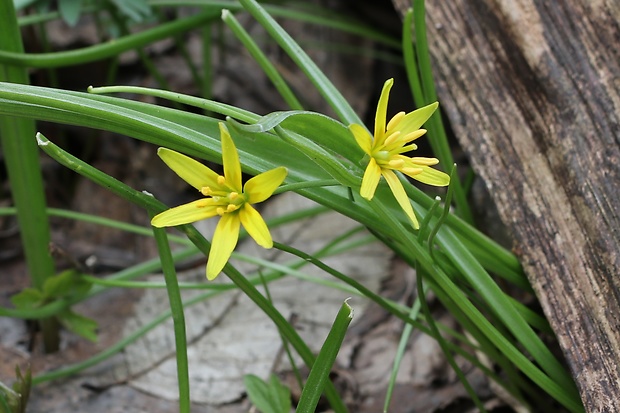 krivec žltý Gagea lutea (L.) Ker Gawl.