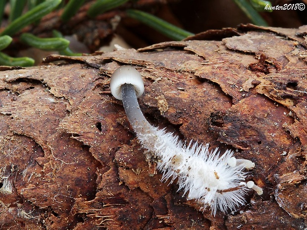 prilbička šišková Mycena strobilicola J. Favre & Kühner