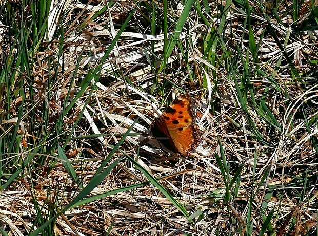 babôčka brestová (sk) / babočka jilmová (cz) Nymphalis polychloros Linnaeus, 1758