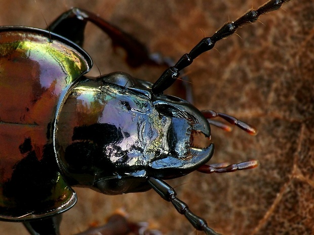 utekáčik kovový (sk) / střevlíček kovový (cz) Pterostichus burmeisteri Heer, 1838