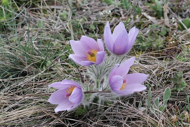 poniklec veľkokvetý Pulsatilla grandis Wender.