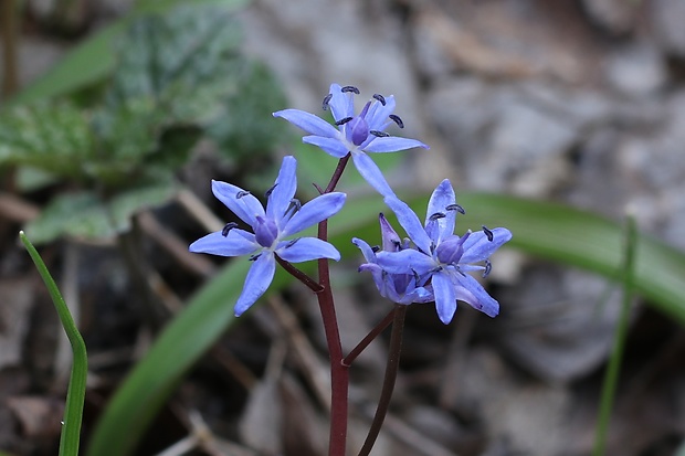 scila dvojlistá Scilla bifolia agg. L.