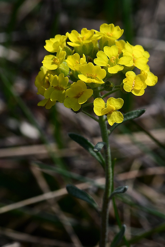 tarica kopcová pravá Alyssum montanum subsp. montanum L.