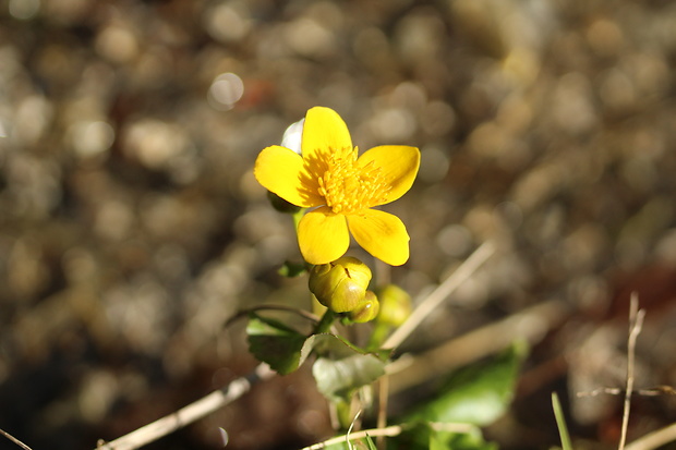 záružlie močiarne Caltha palustris L.