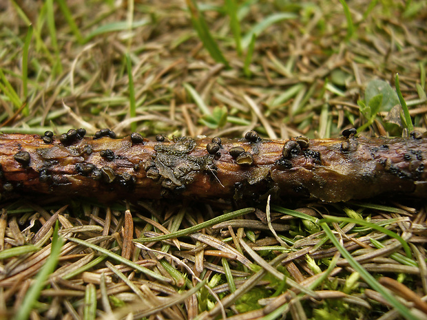 cenangium hrdzavé Cenangium ferruginosum Fuckel