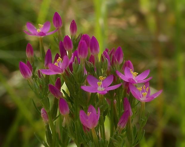 zemežlč menšia Centaurium erythraea Rafn