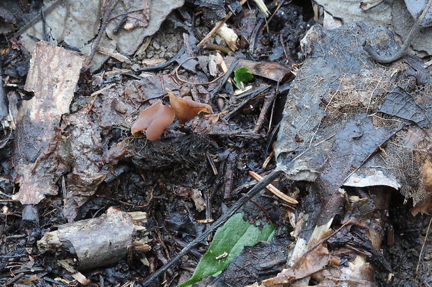 jahňadka Ciboria sp.