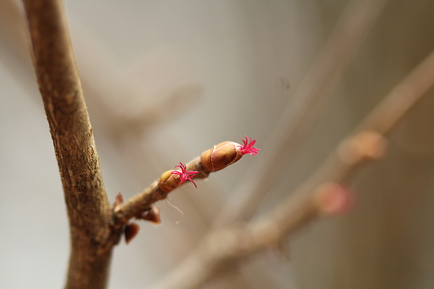 lieska obyčajná Corylus avellana L.