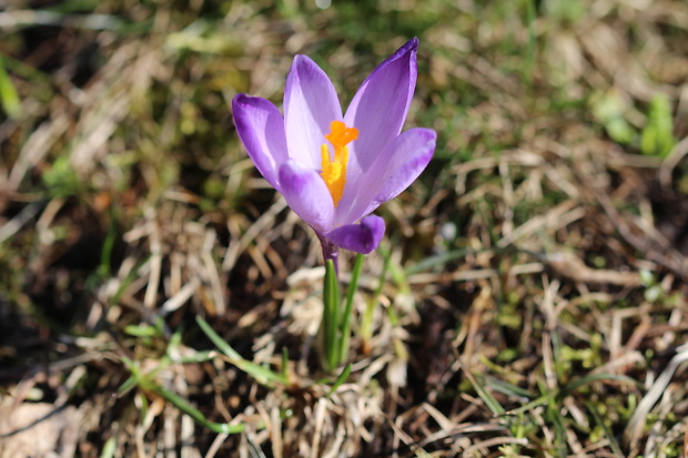 šafran spišský Crocus discolor G. Reuss