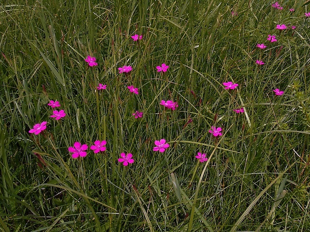 klinček slzičkový Dianthus deltoides L.