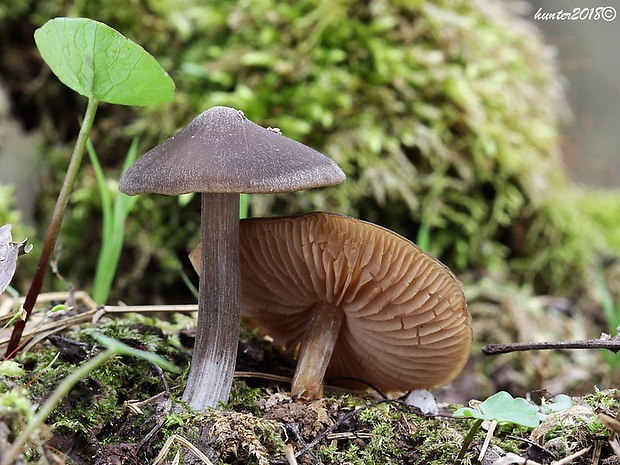 hodvábnica včasná Entoloma vernum S. Lundell