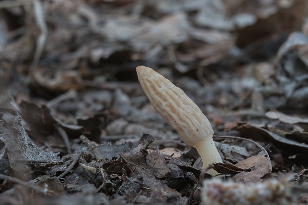 smrčok kužeľovitý Morchella conica Pers.