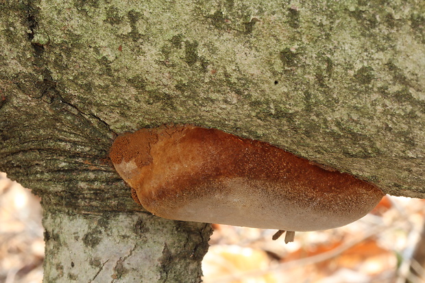 ohňovec Hartigov Phellinus hartigii (Allesch. & Schnabl) Pat.