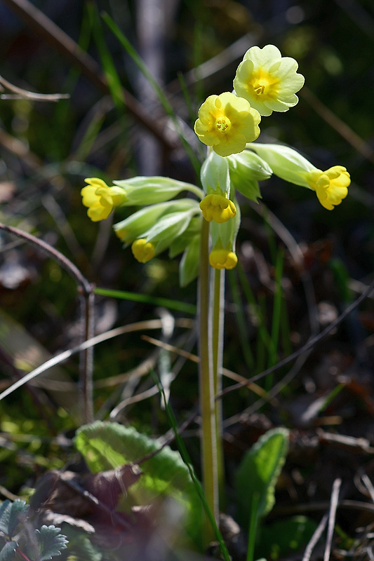 prvosienka jarná Primula veris L.