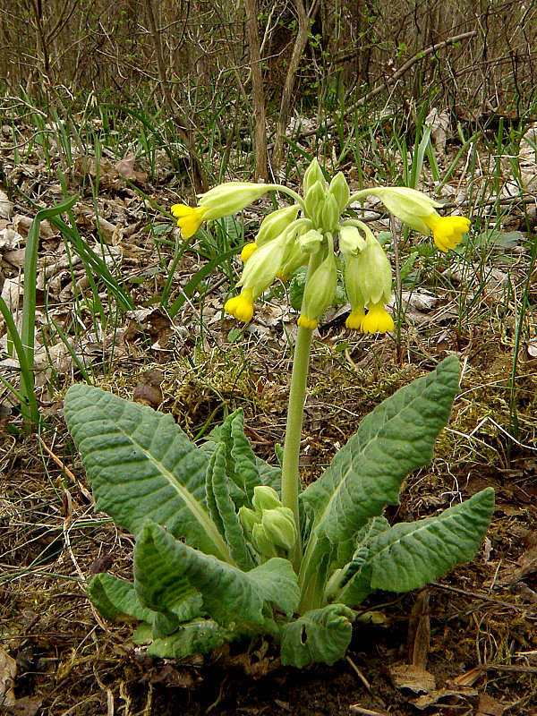 prvosienka jarná Primula veris L.