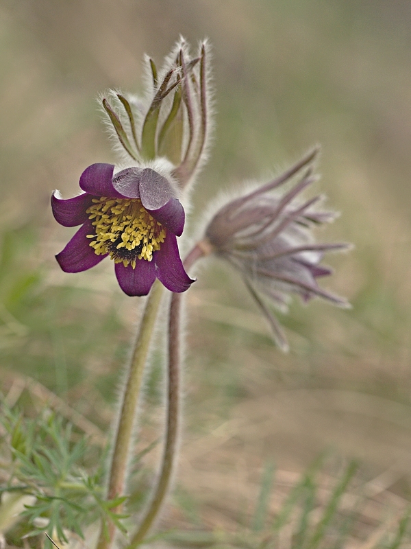 poniklec lúčny český Pulsatilla pratensis subsp. bohemica Skalický