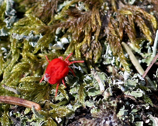 roztočík červený  Trombidium holosericeum