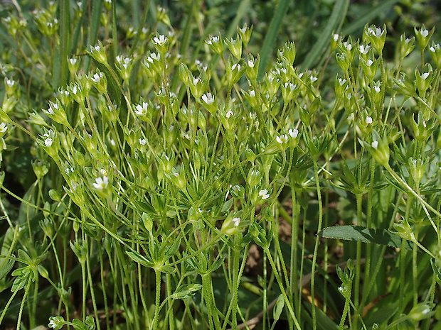 pochybok dlhostopkatý Androsace elongata L.